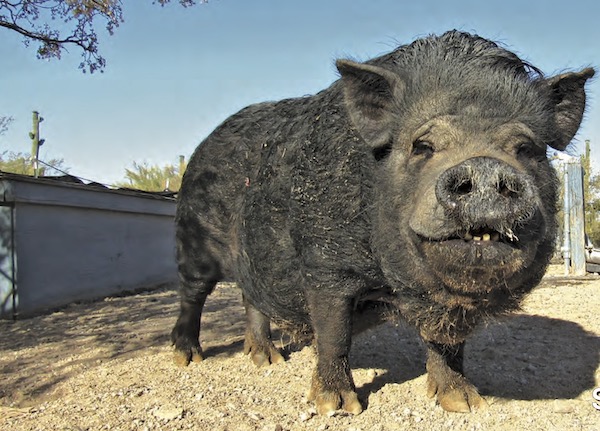Charlotte the pig, dark coat, dirty and amazing and in the sun