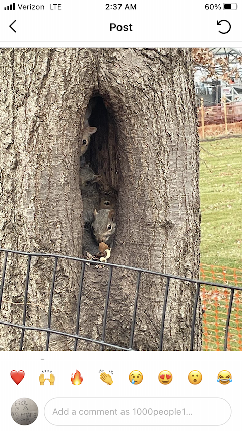 screenshot of a draft for an instagram post, of a picture of many squirrels piled up on each other, burrowing in a tree