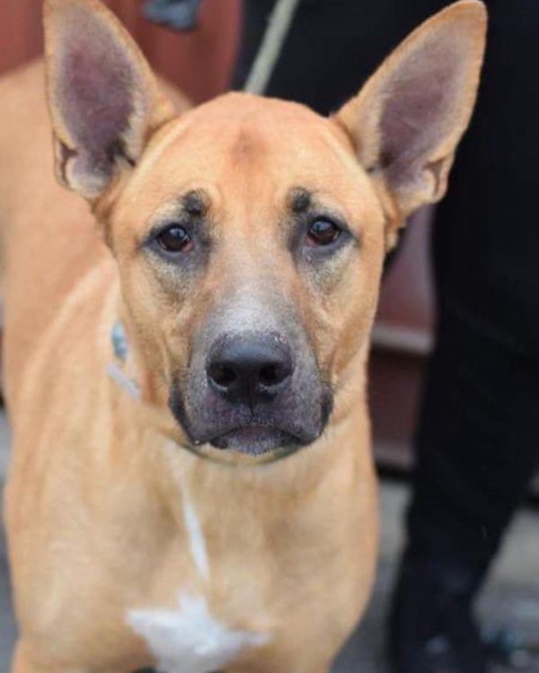 yellow-colored dog, sweet face