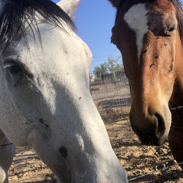 close-up of two horses: white Dusty on the left and brown Disco on the right