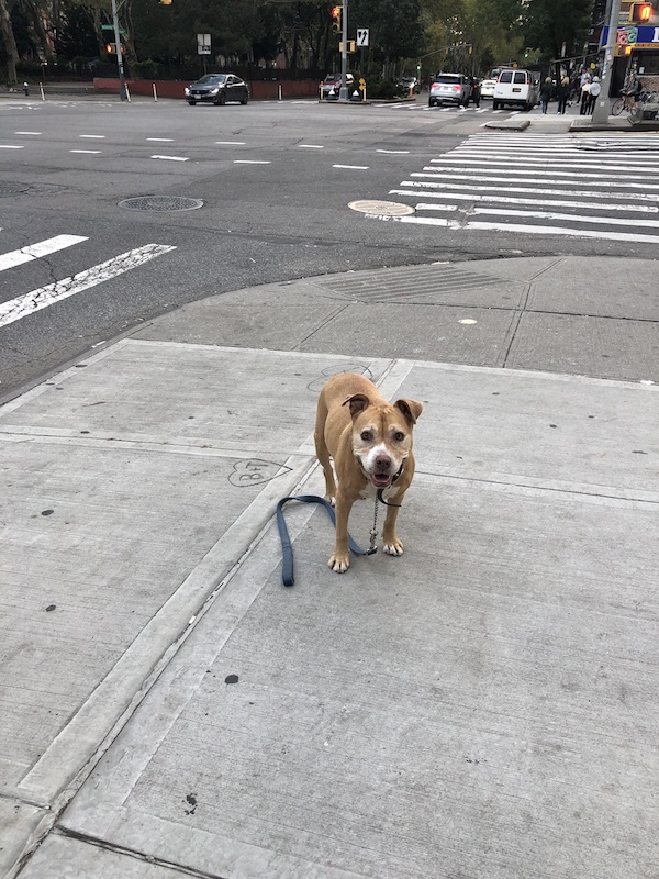 dog (pitbull) on a street corner, ready and expectant