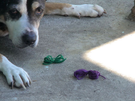 dog (Rosie) with a purple knot of yarn and a green knot of yarn