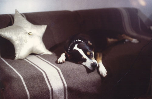 dog (Rosie) sleeping on couch next to silver star pillow