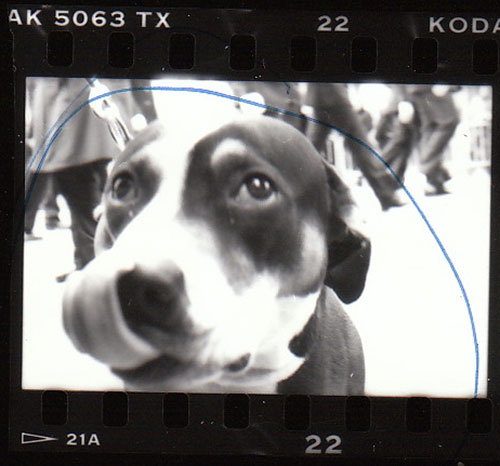 b/w photo of dog (pitbull) from contact sheet
